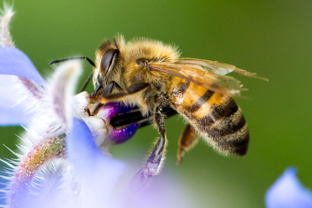 Biene an Blüte in Nahaufnahme