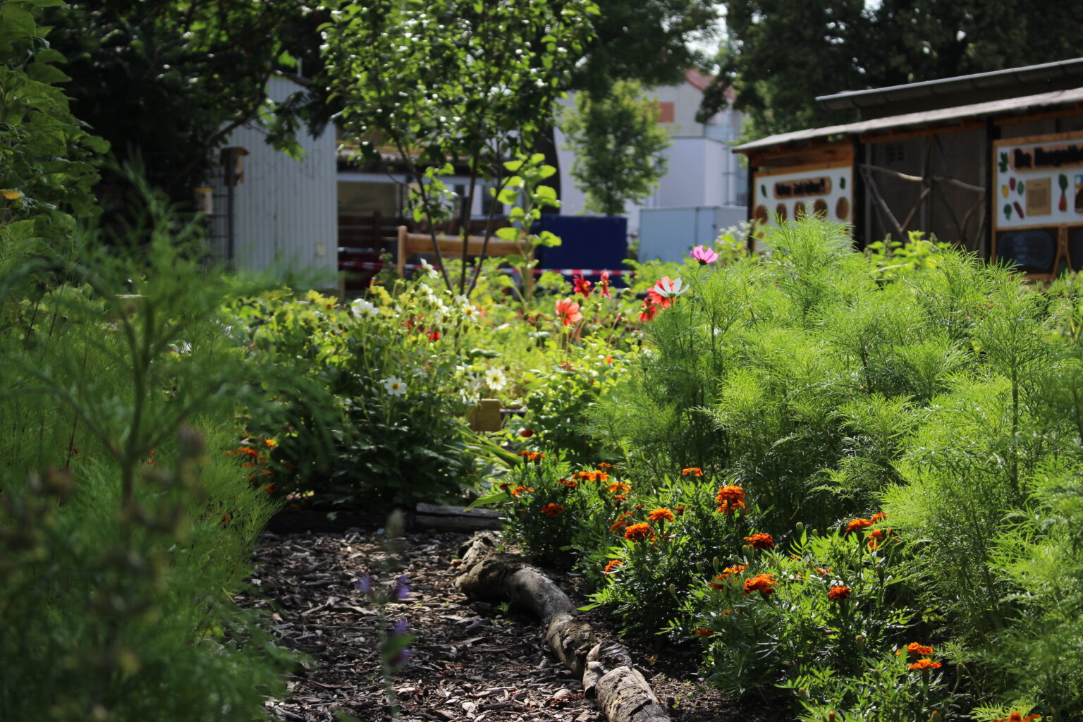 Es grünt im Naturgarten.
